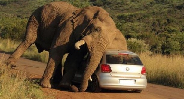 Playfull itchy Elephant antics turn a bit violent