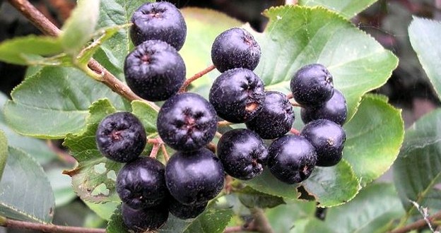 Berries strengthen cancer drug treatment