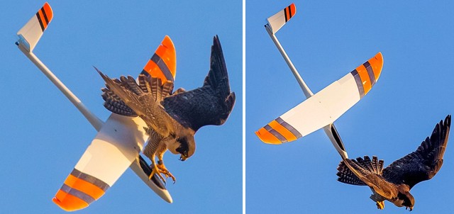 Falcon hunts glider too close to nest