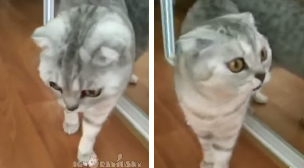 That moment you realize you’re a cat – gooyadaily