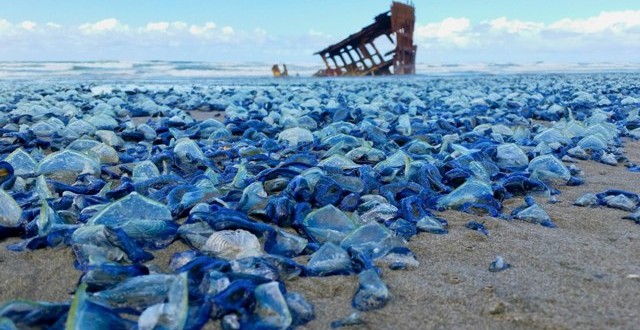 Billions of Blue Jellyfish Wash Up on American Beaches